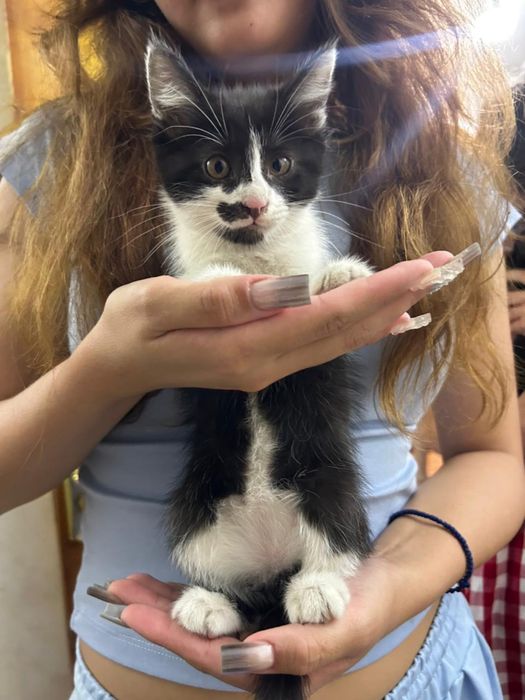 Котята одам в хорошие руки