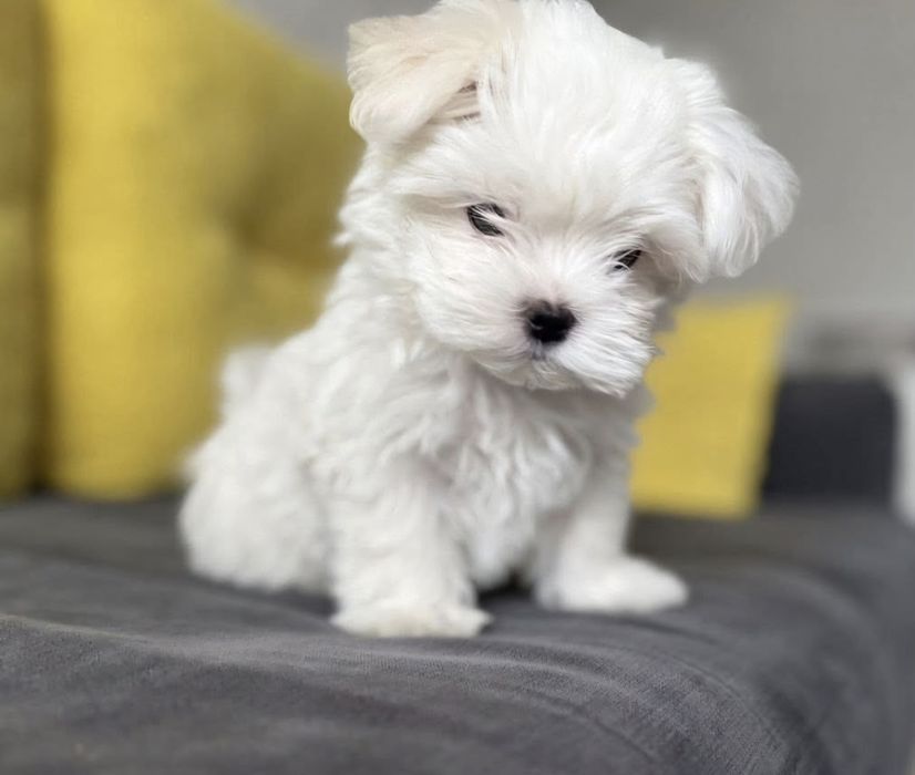Catelusa bichon mini toy
