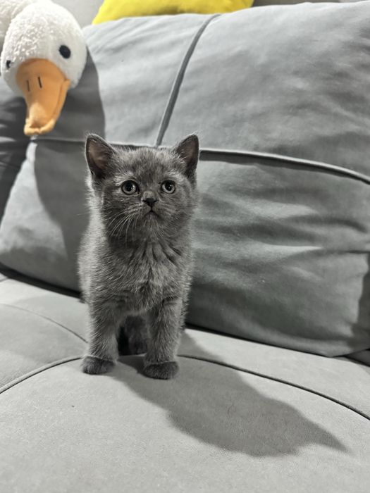 Котята Scottish Fold