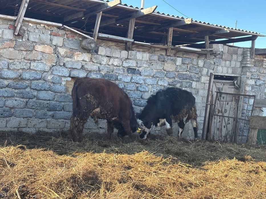 Продам КРС на мясо по