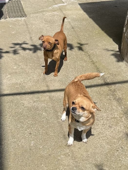 Мъжки чихупинчер