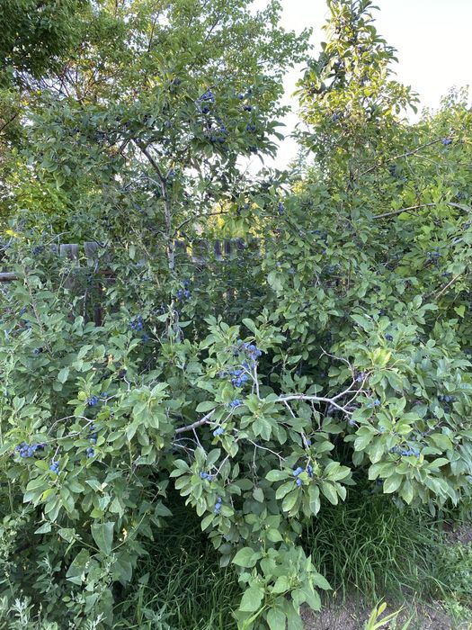 Продаётся Дача