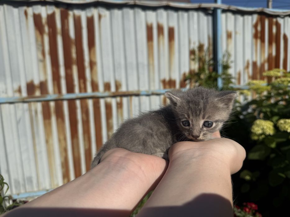 Котята беспоатно