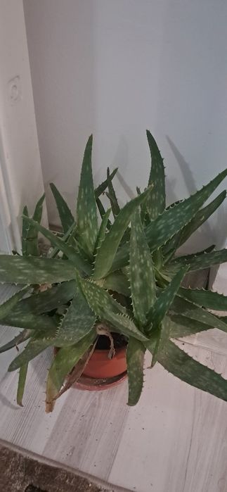 Aloe Vera cu mulți puieti