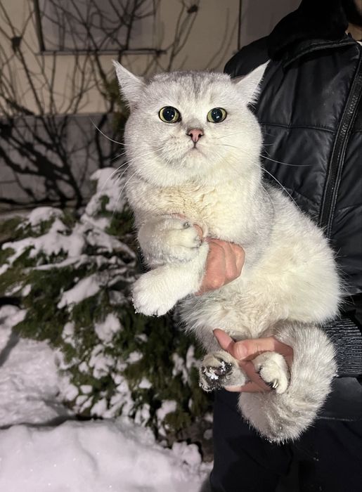 Вязка Premium class насил олиш учун тоза зот Британский Ny11