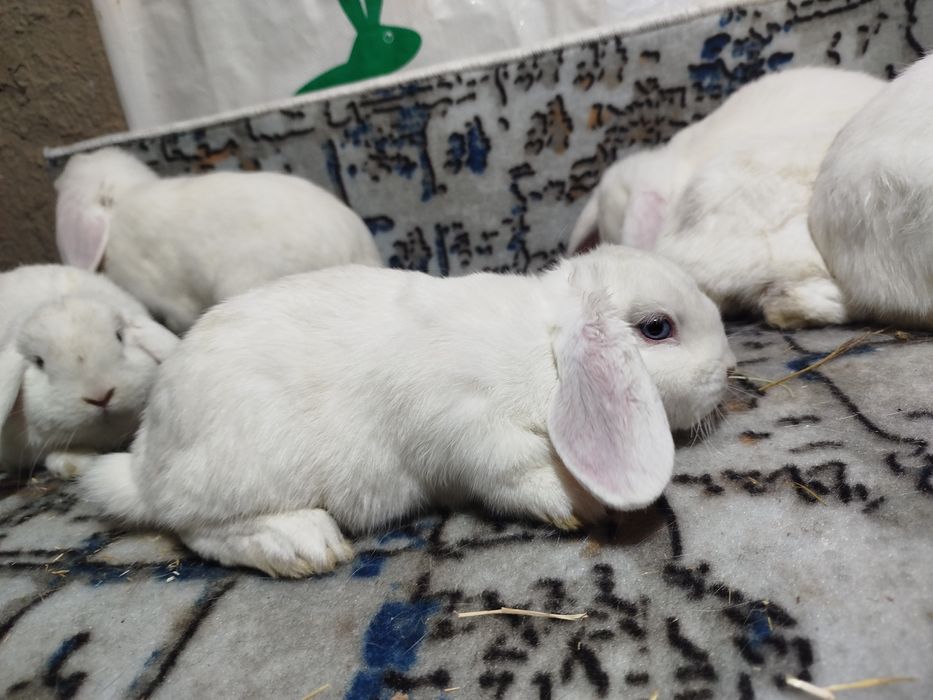 Декоративные куёнлар  алмаз глаз