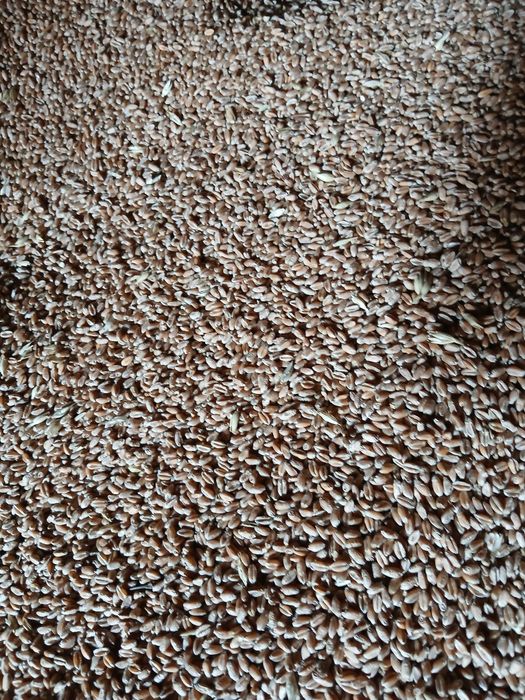 Vând grâu Ghercesti