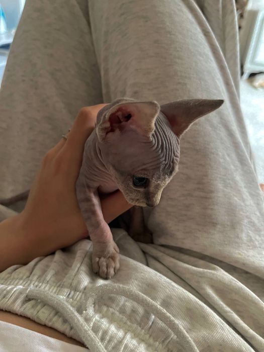 Котенок Канадского сфинкса