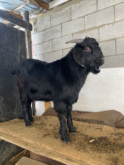 Козел есть еще козел