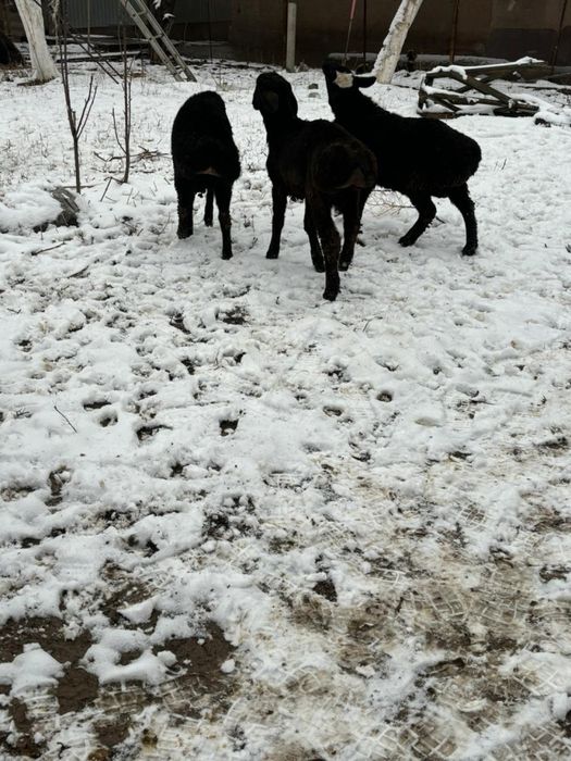 Тоқты қошқарлар