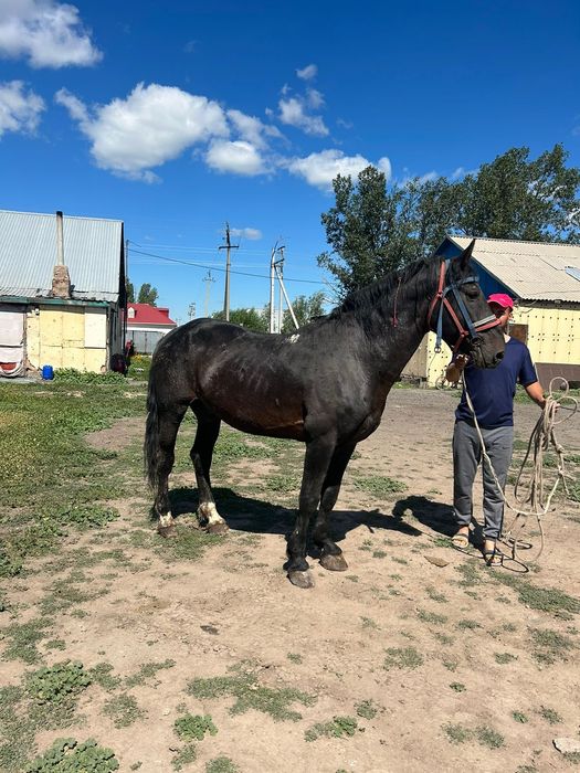 Жылкылар сатылады