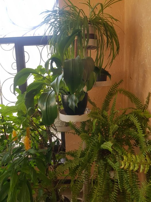 Комнатные растения