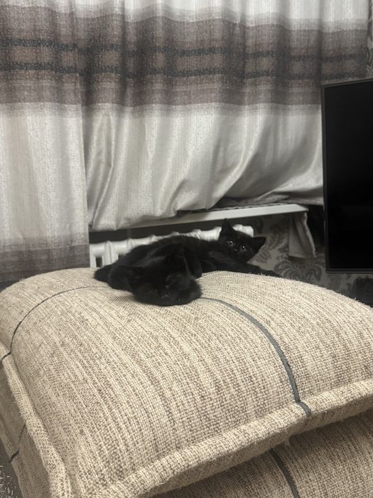 Отдадим котят в добрые руки