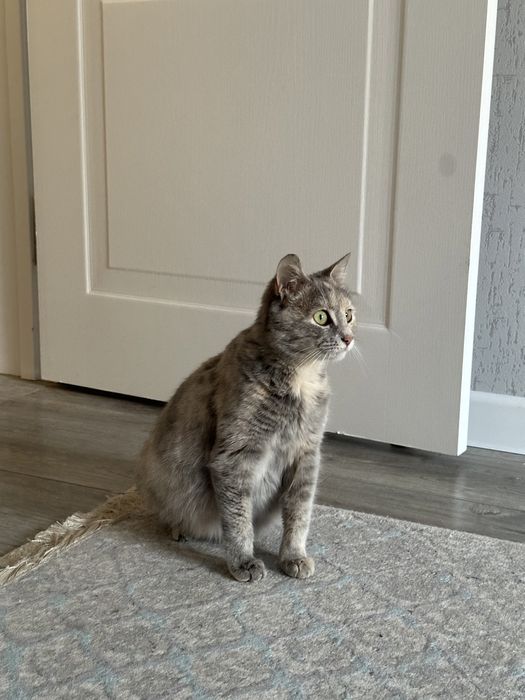 кошка беременная