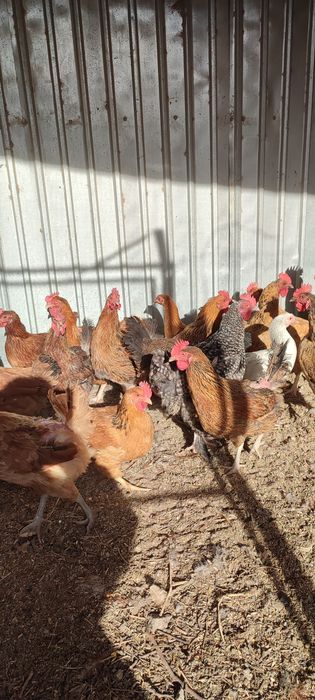 Қолдың жұмыртқасы сатылады 90 тг