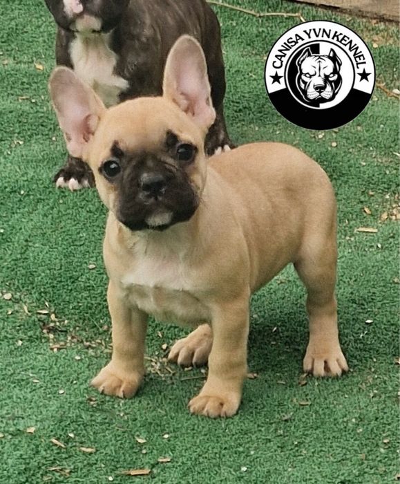 Femela buldog francez