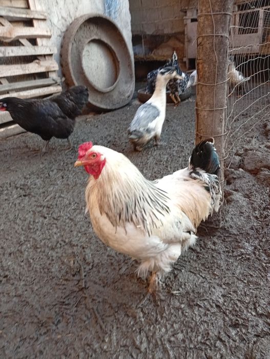 De vânzare cocoși tineri