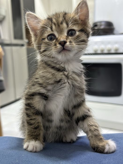 Красивые котята бесплатно