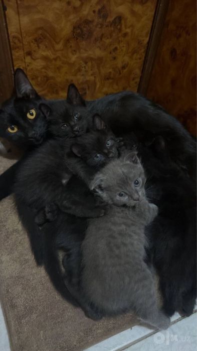 Котята в добрые руки!
