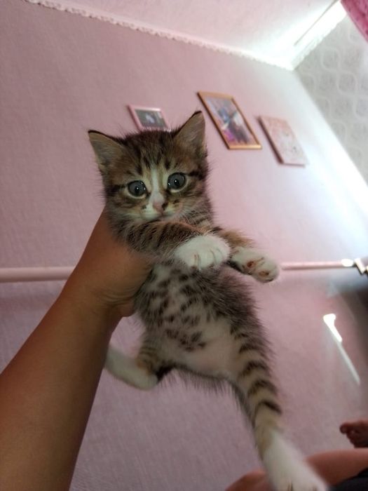 Отдам котят в добрые руки.