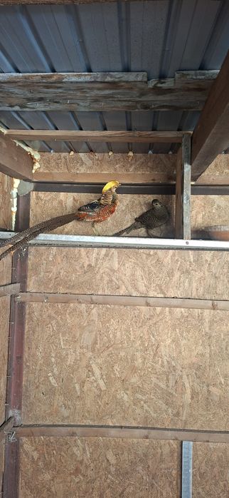 Fazani aurii pe rosu pereche