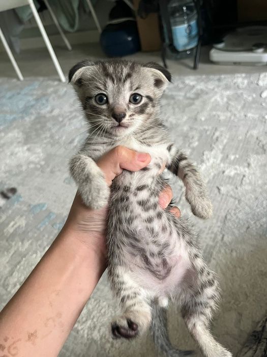 Котята  в добрые руки