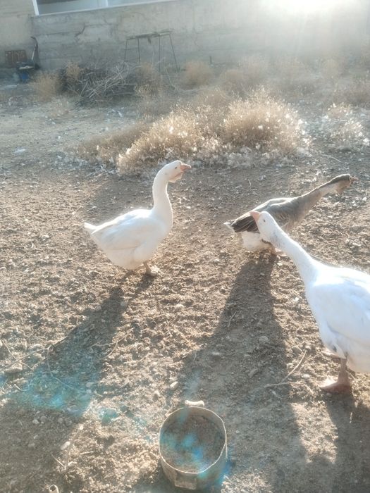 Продаеться Холмагор помесь гуси