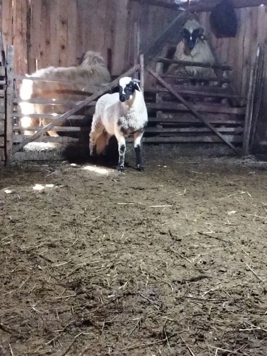 Disponibili 2 berbecuți