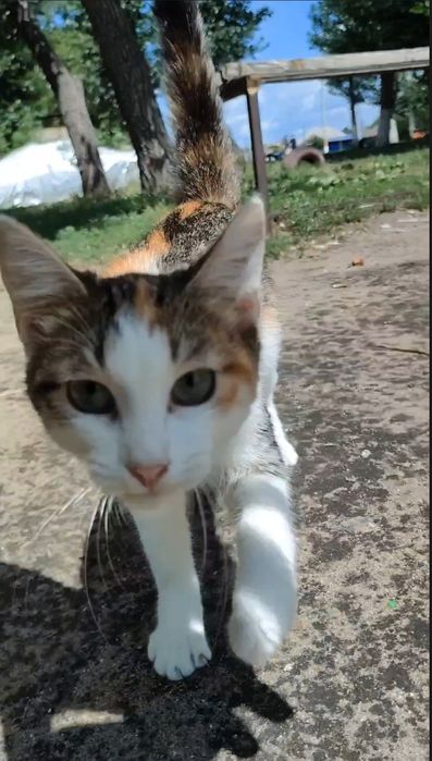 Кошка, котенок, стерилизована