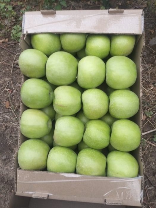 Яблоки свежие, урожай 2025