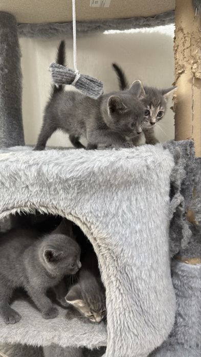 Котятки в добрые ручки