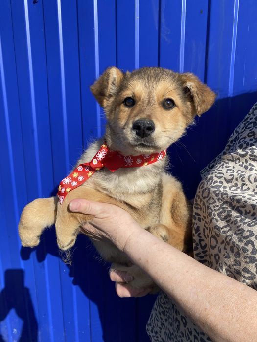 Щенята ищут дом