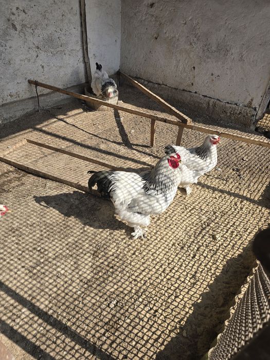 Куры жомашние Брама