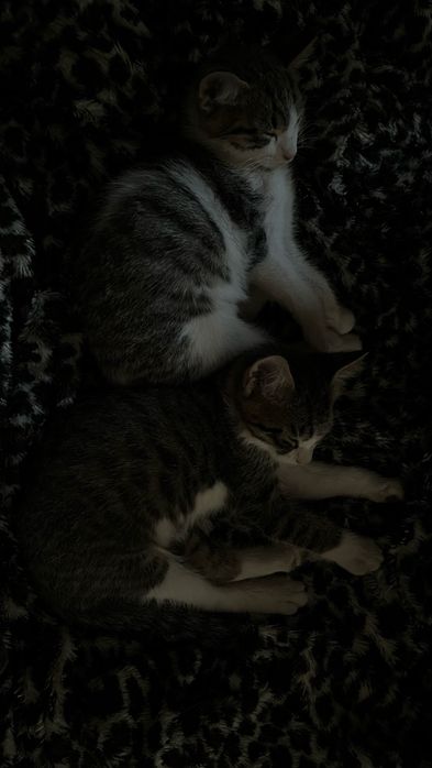 отдам котят в добрые руки