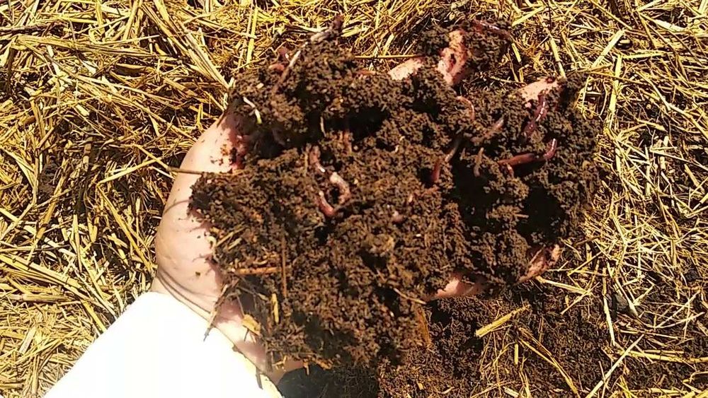 BIYOGOMUS va CHuvalchanglar