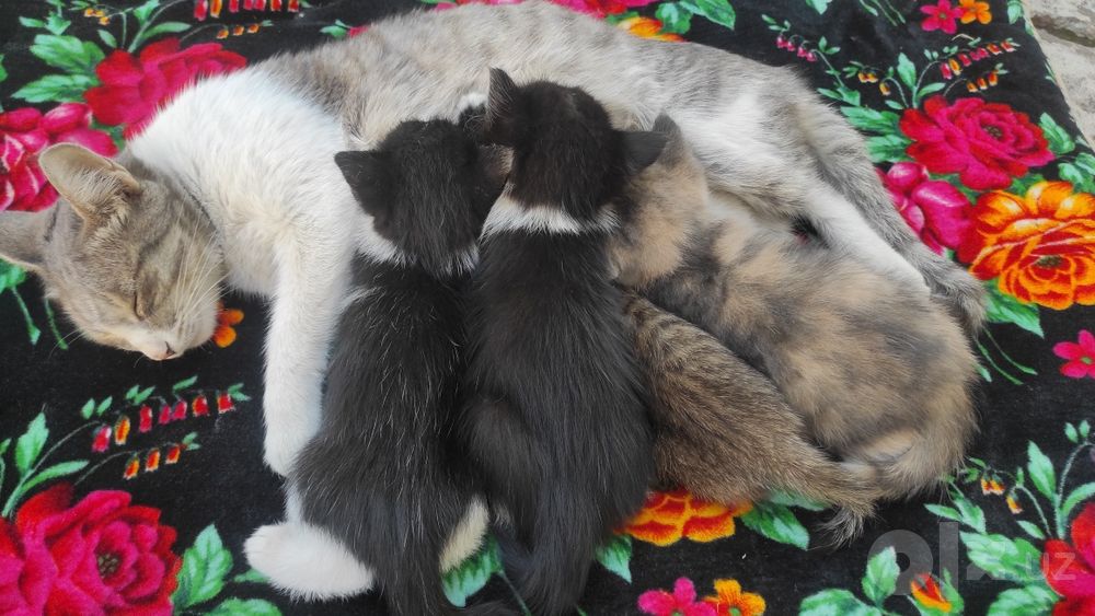 Кошки отдам бесплатно
