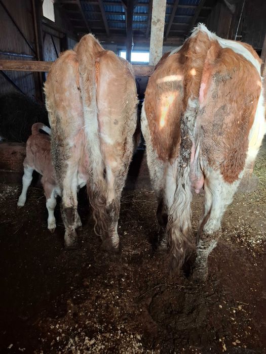 6 Juninci balțate de vanzare , 10 mi lei bucata