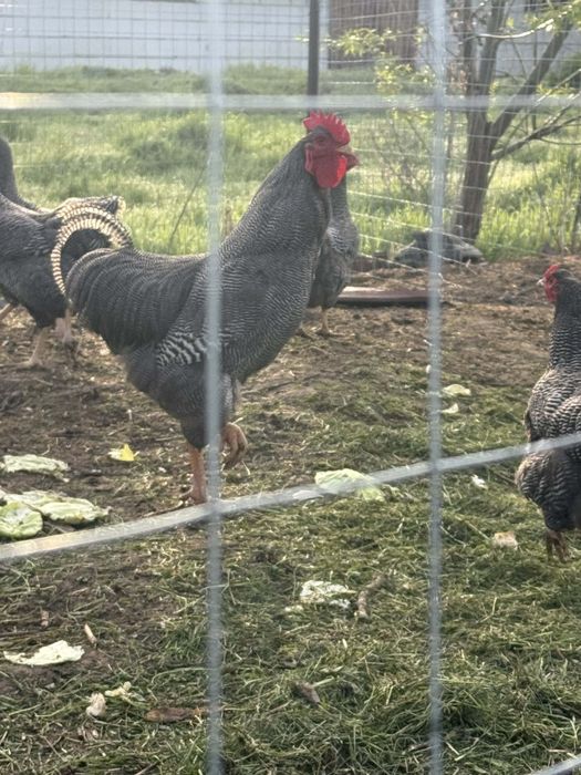 Cocoș Plymouth in vârstă de 1 an.... Jud: Mureș