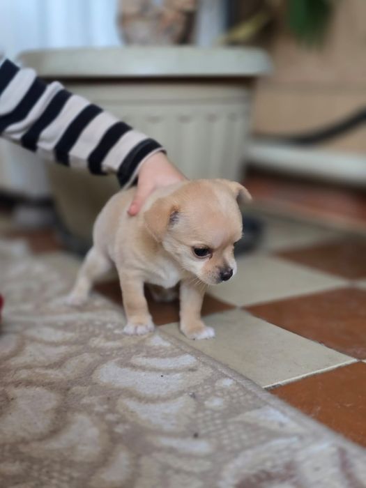 Продаются щенки чихуахуа