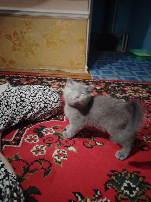 Котята продаётся