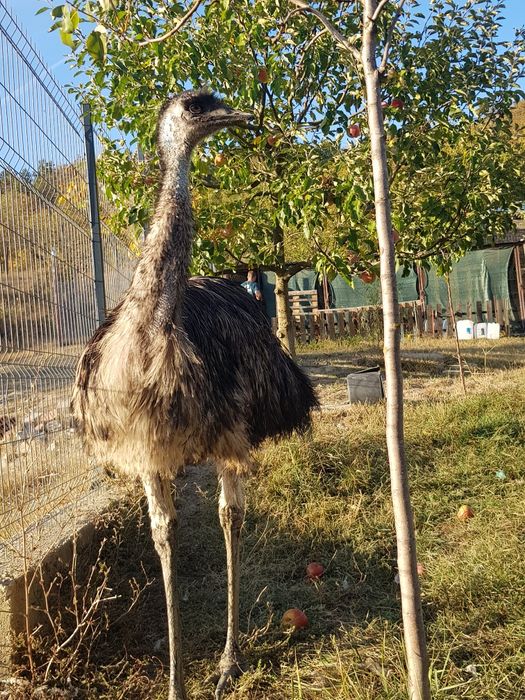 Vand strut emu mascul