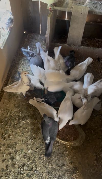 Vand 5 porumboi is pe plus