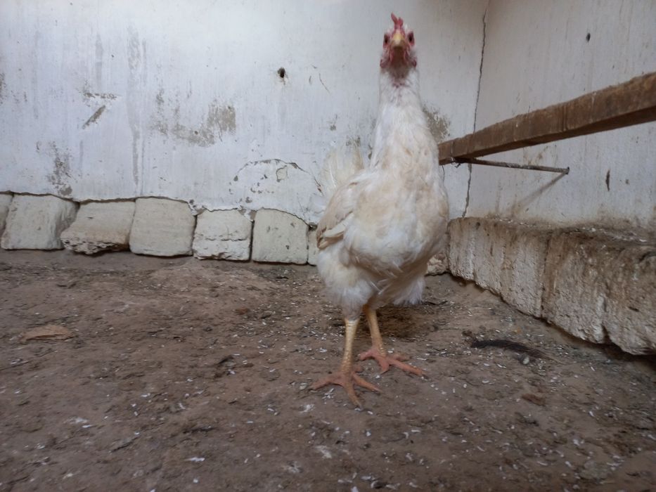 Атеш сатылады!!!