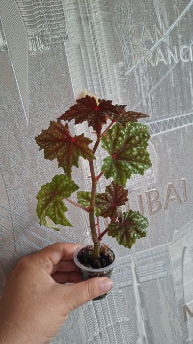 Продам комнатные цветы