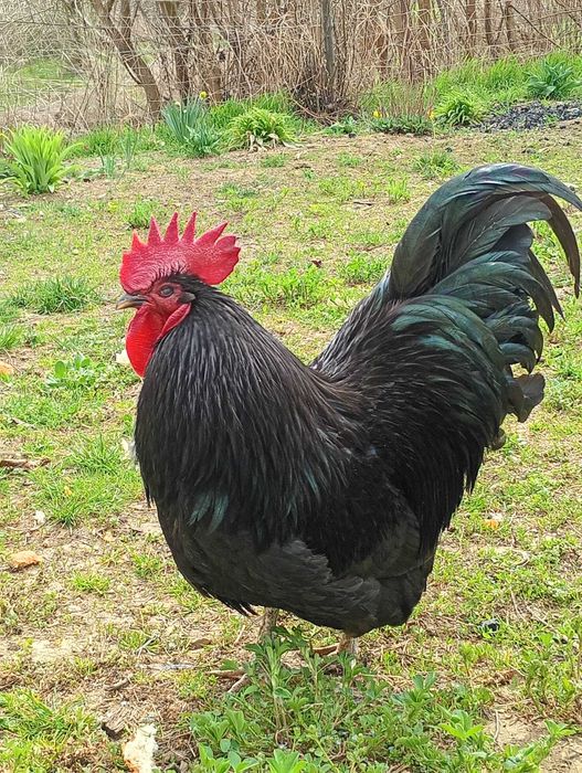 Vând sau schimb cocoș frumos