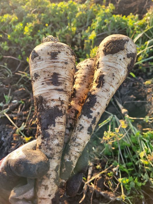 Pastarnac, Patrujel Rădăcină și Țelină