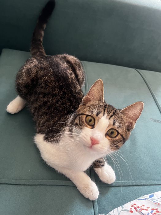 Отдам даром кошка девочка