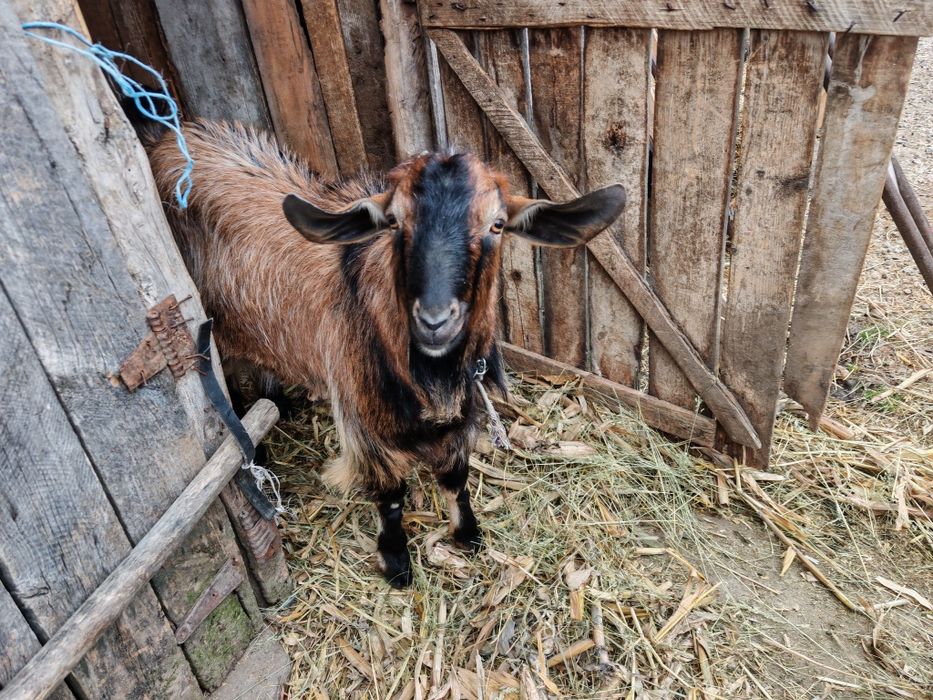 Țap de vânzare. Rasa alpina cu anglo-nubiana