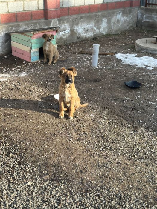 Отдам собак . .