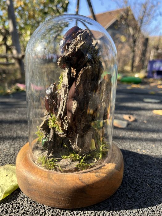 Insectar insecte bijuterie cadou